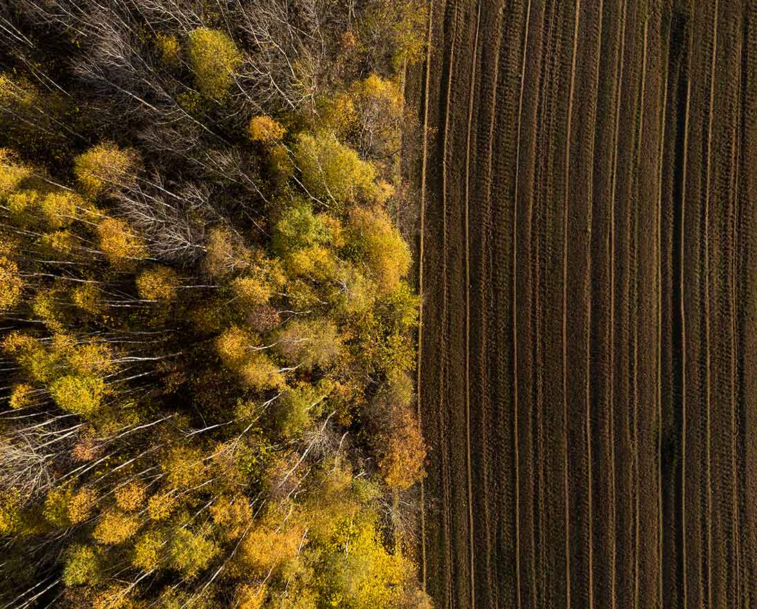 forest and field