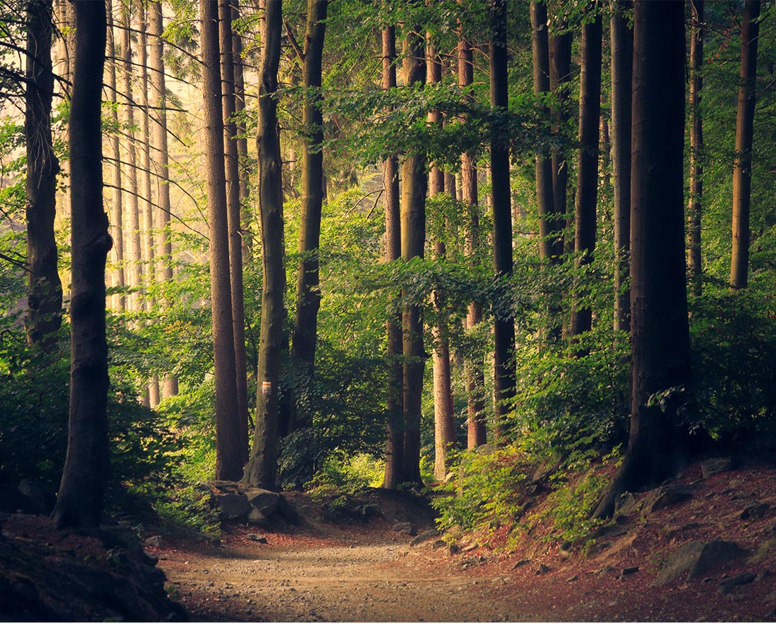 path in a forest