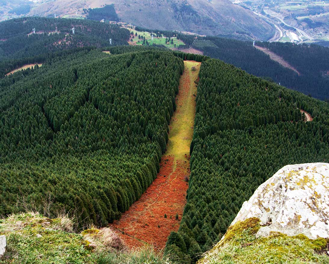 forest in the mountains