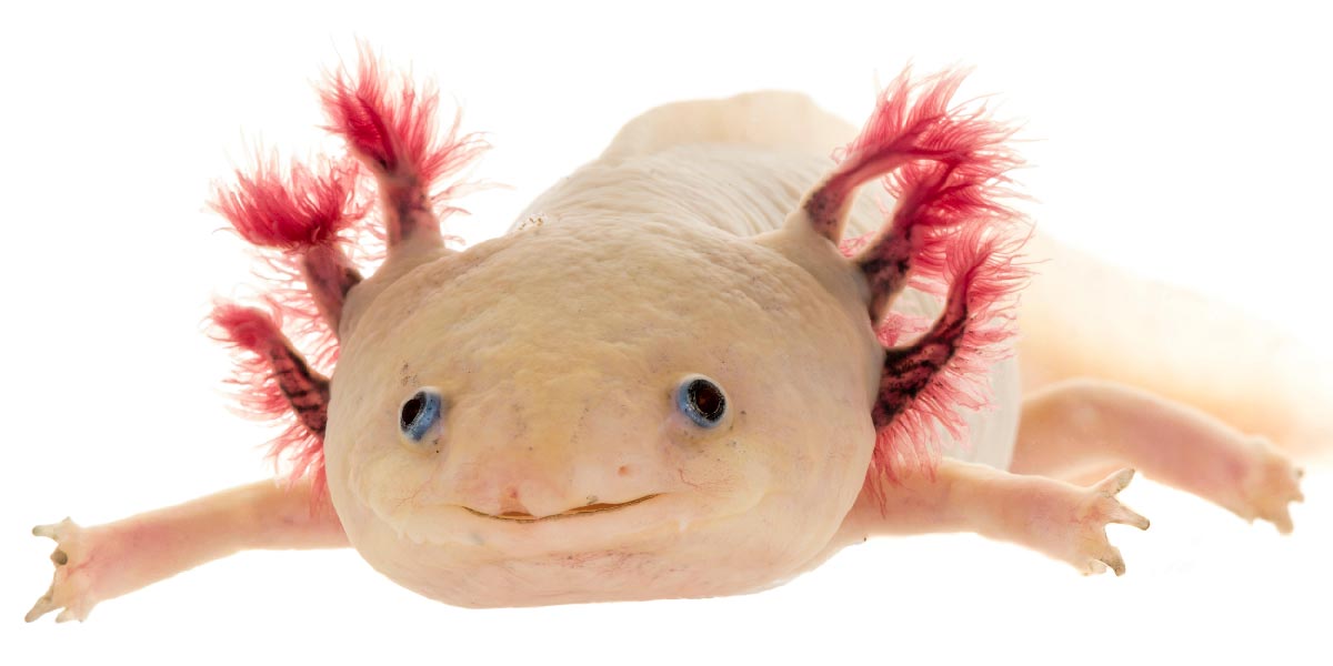 Axolotl