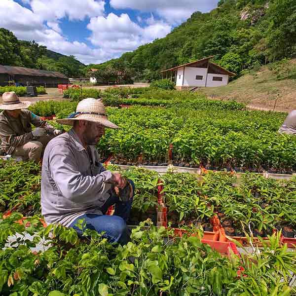 workers taking care of plants