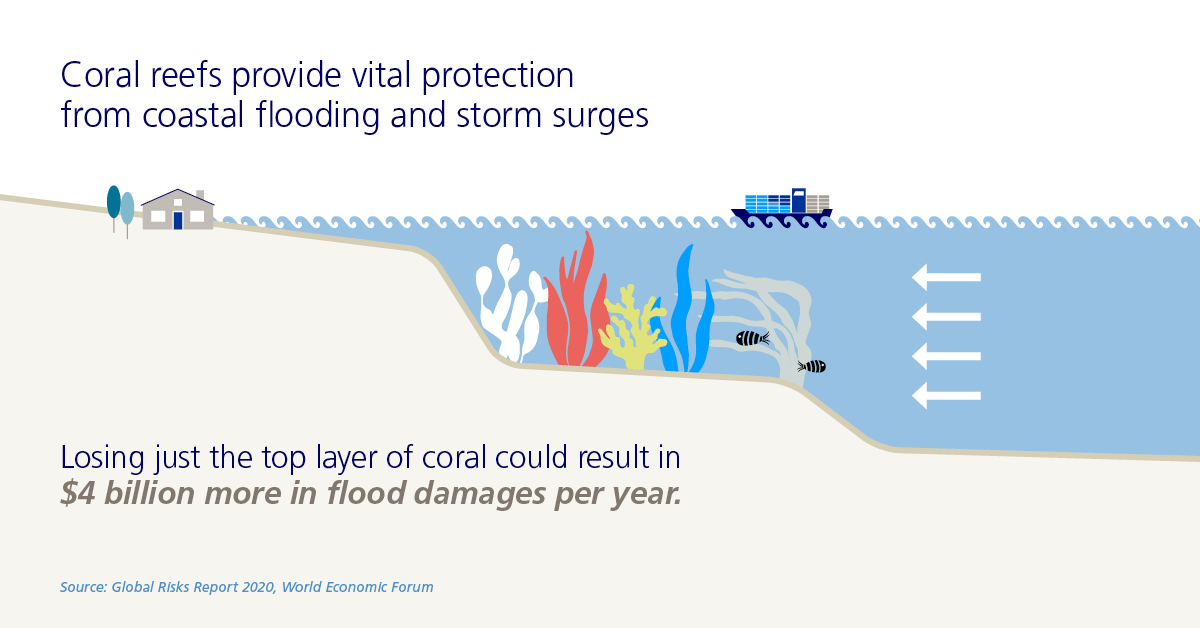 coral reefs infographic