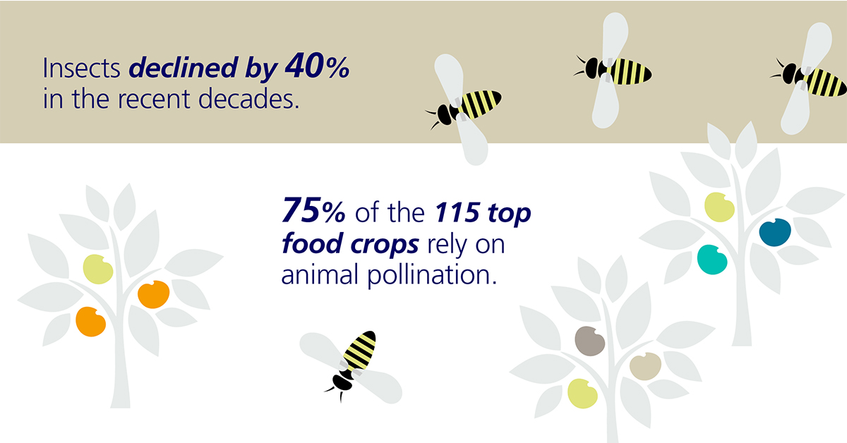 insects infographic