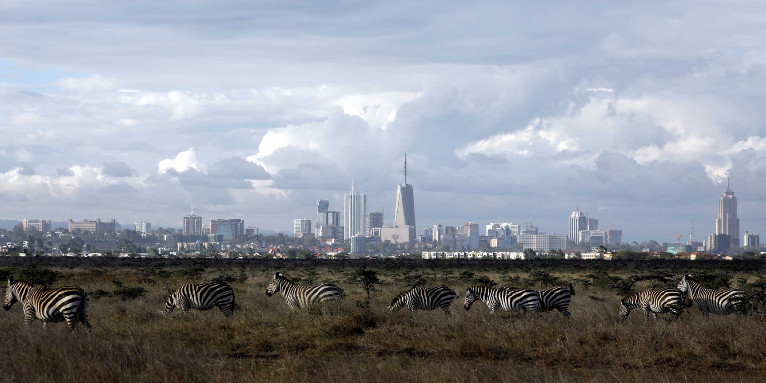 stage zebras in front of city