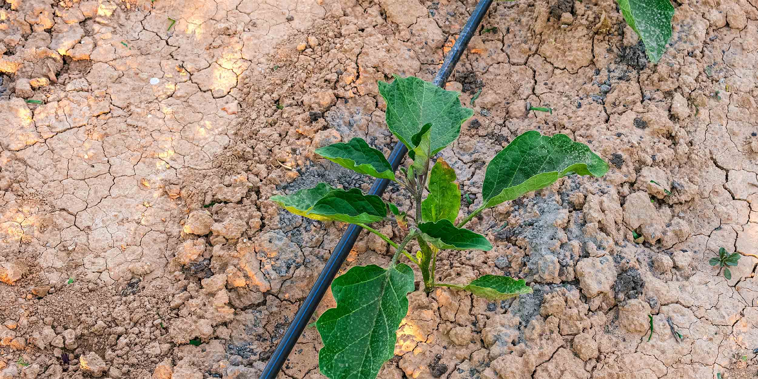 a plant in the drought