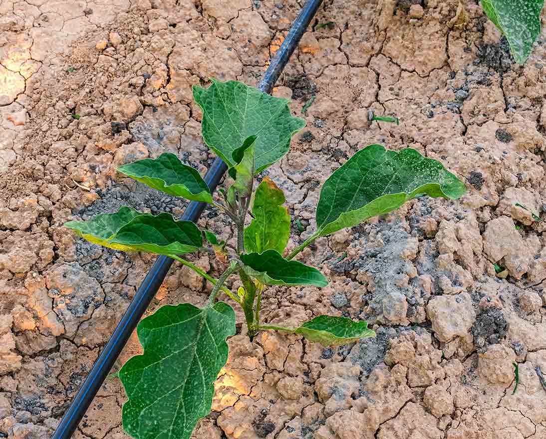 a plant in the drought