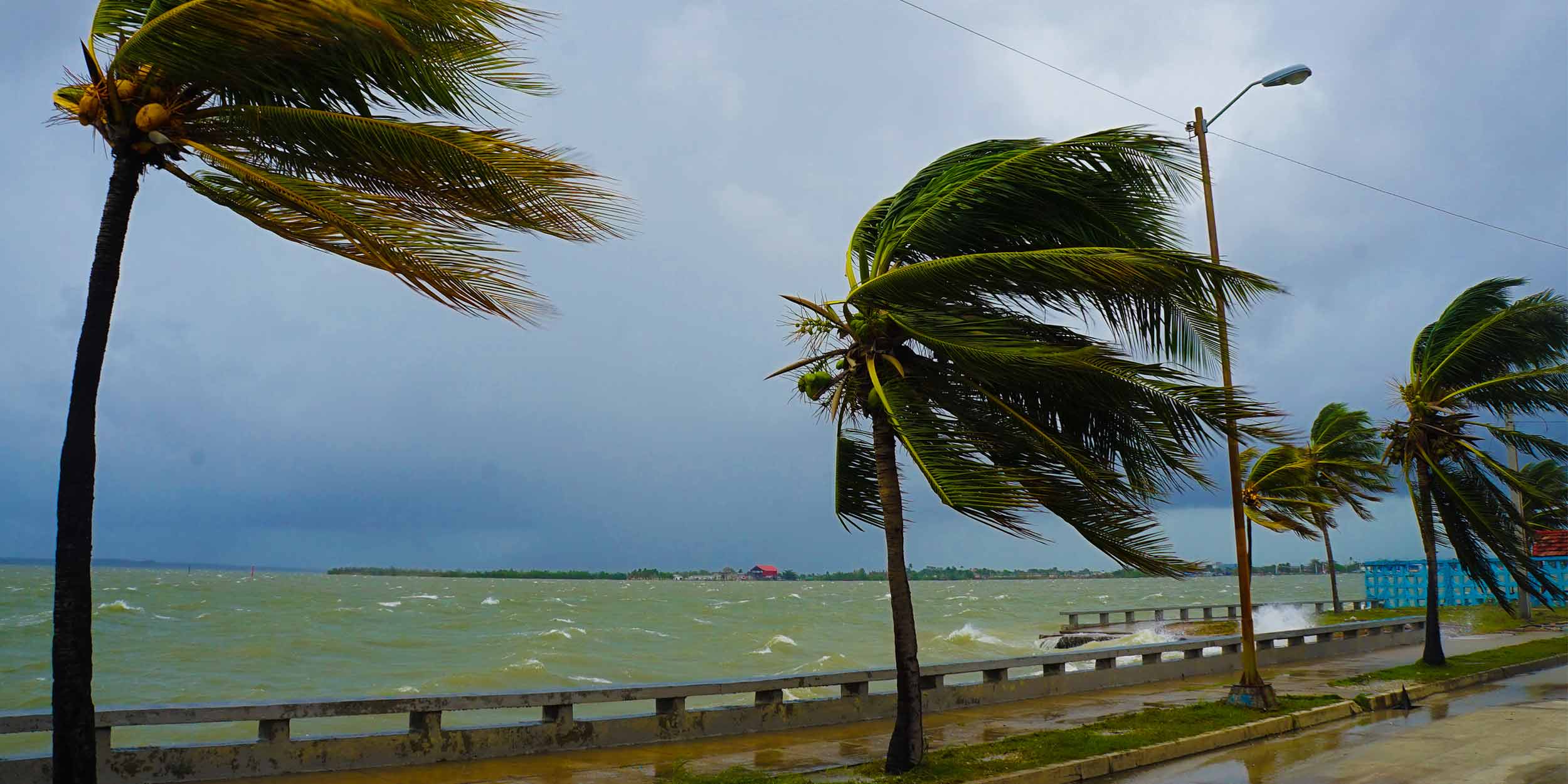 palm trees bending in storm