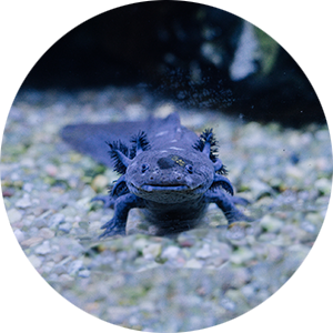 a cute axolotl