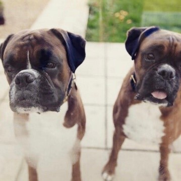 boxer dogs Jack and Bob