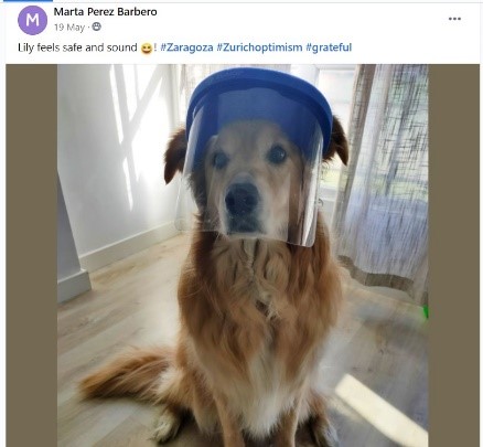 Lily the dog wearing a face shield