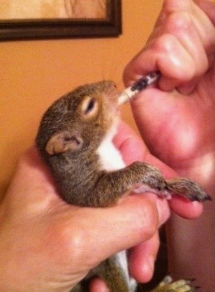 Pearlie the squirrel