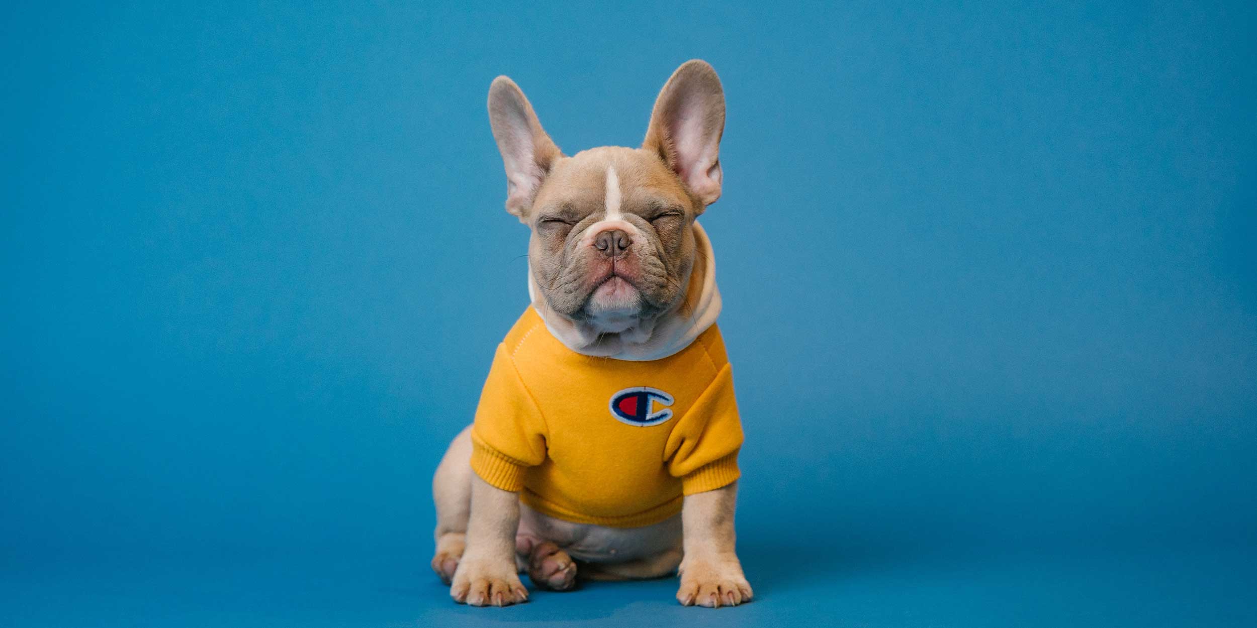 a dog in front of a blue background
