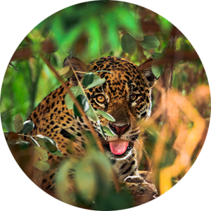 a jaguar in the wild