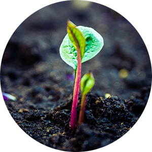 a growing plant