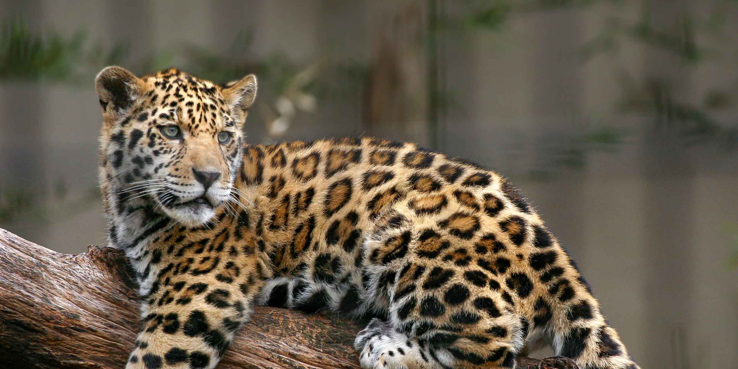 a jaguar in the wild