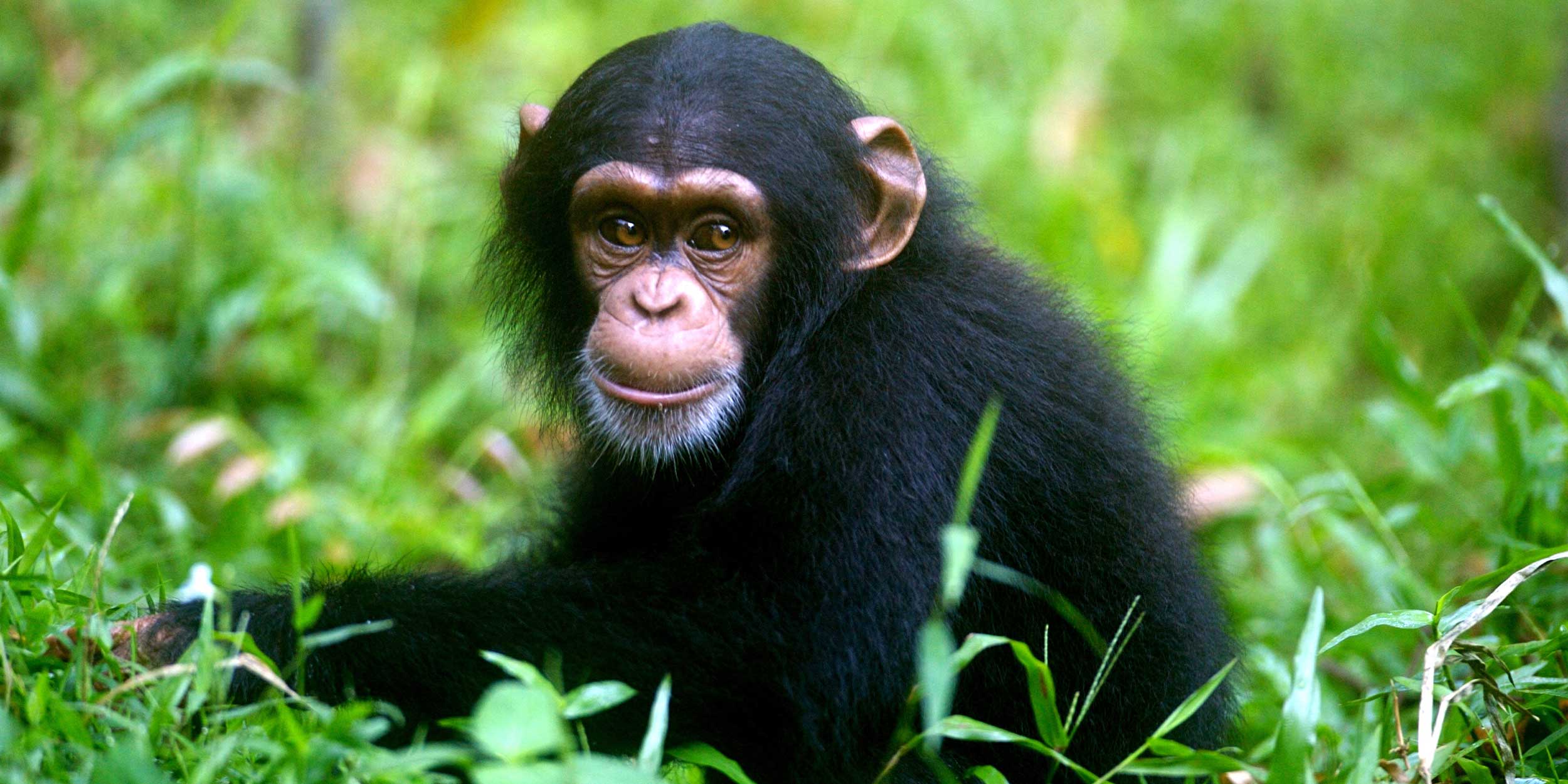 a chimpanzee in the wild