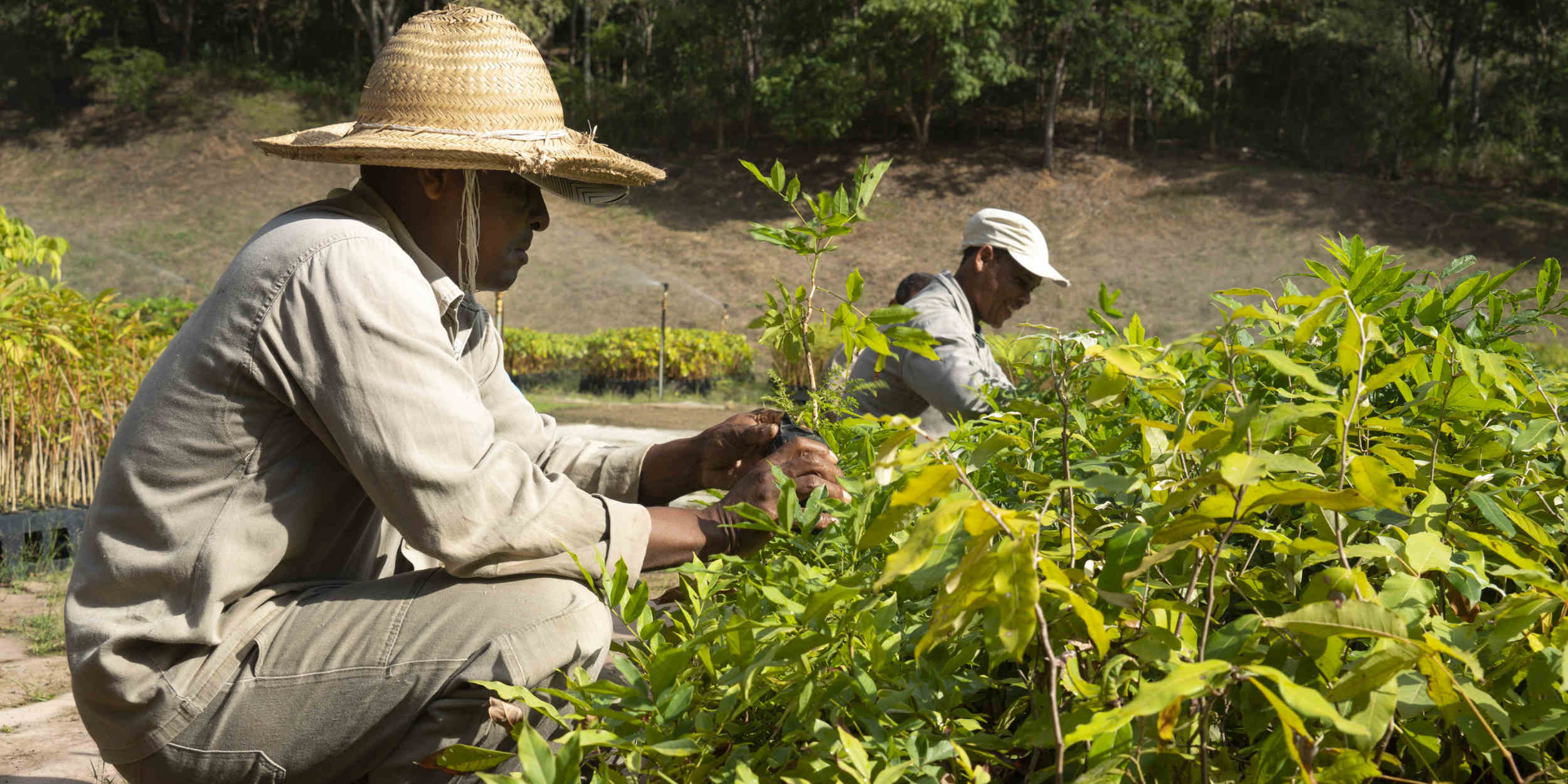 Two men planting trees Instituto Terra