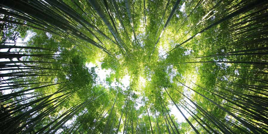 A forest that absorbs CO2