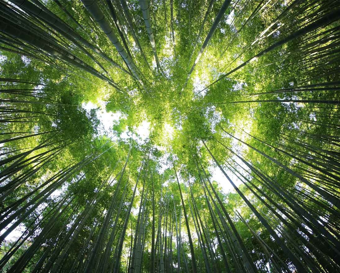 A forest that absorbs CO2