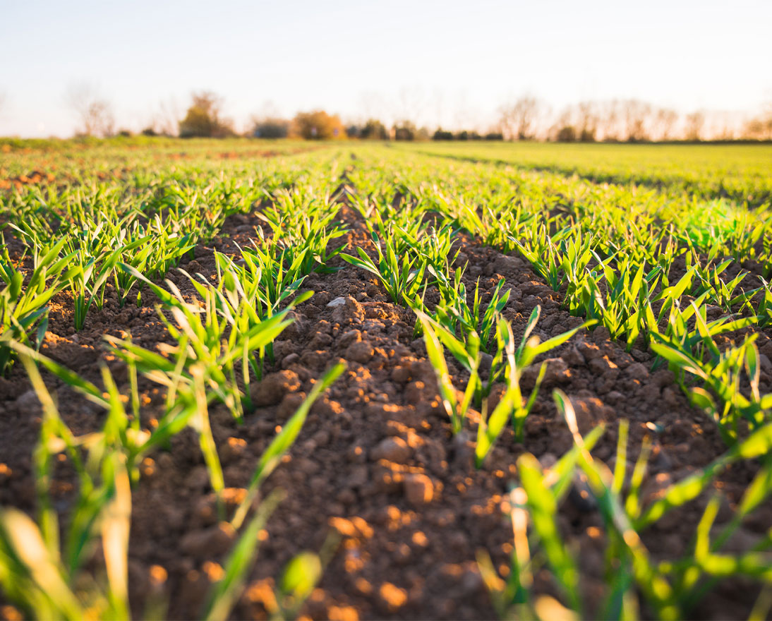 Crops growing in soil