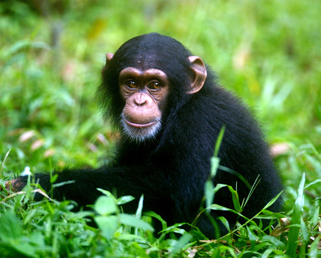 a chimpanzee in the wild