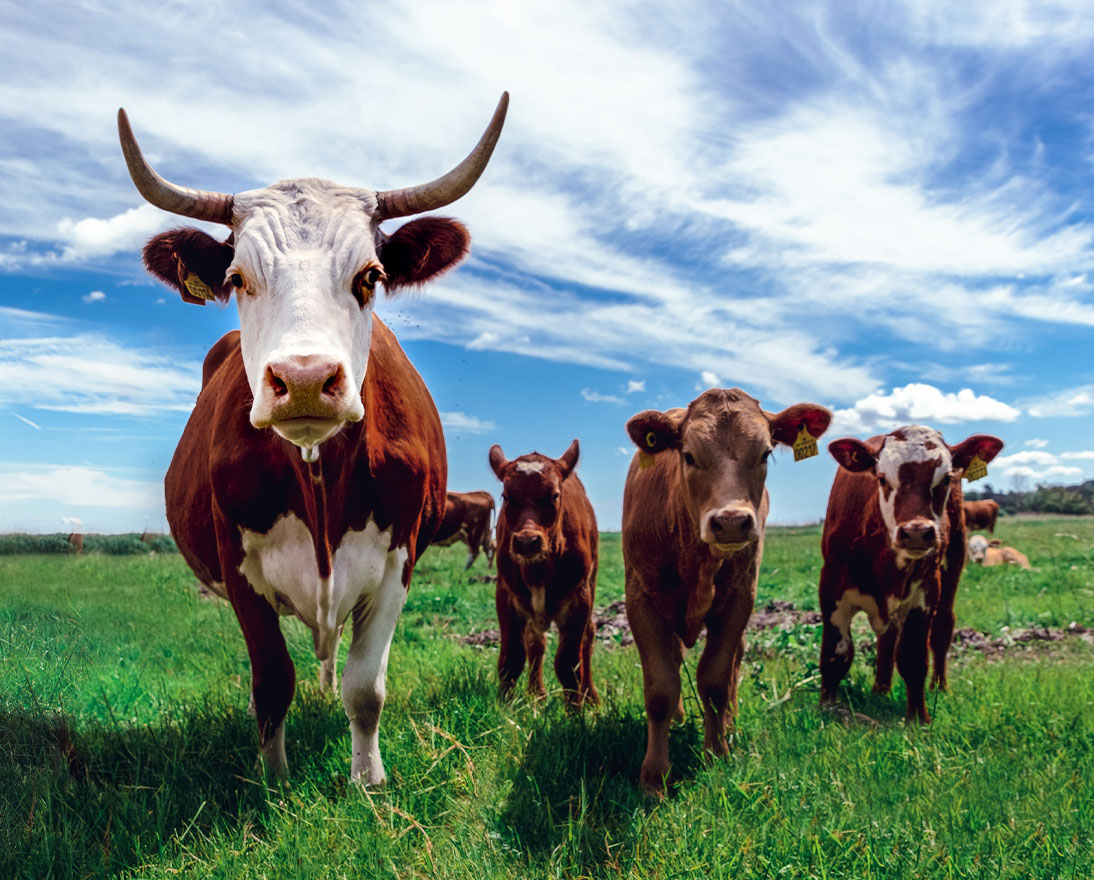 a group of cows standing in a field