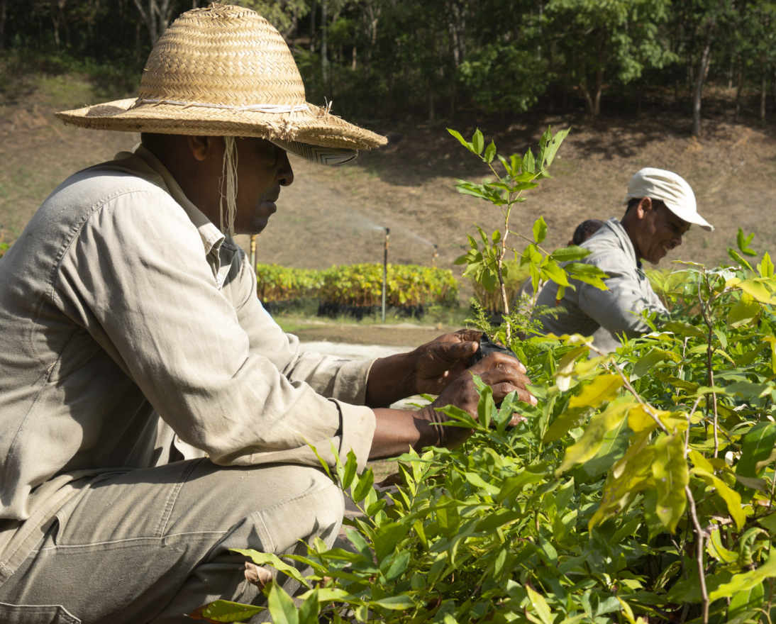 Two men planting trees Instituto Terra