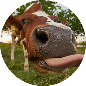 cow with tongue out