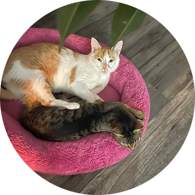 Lucia's cats