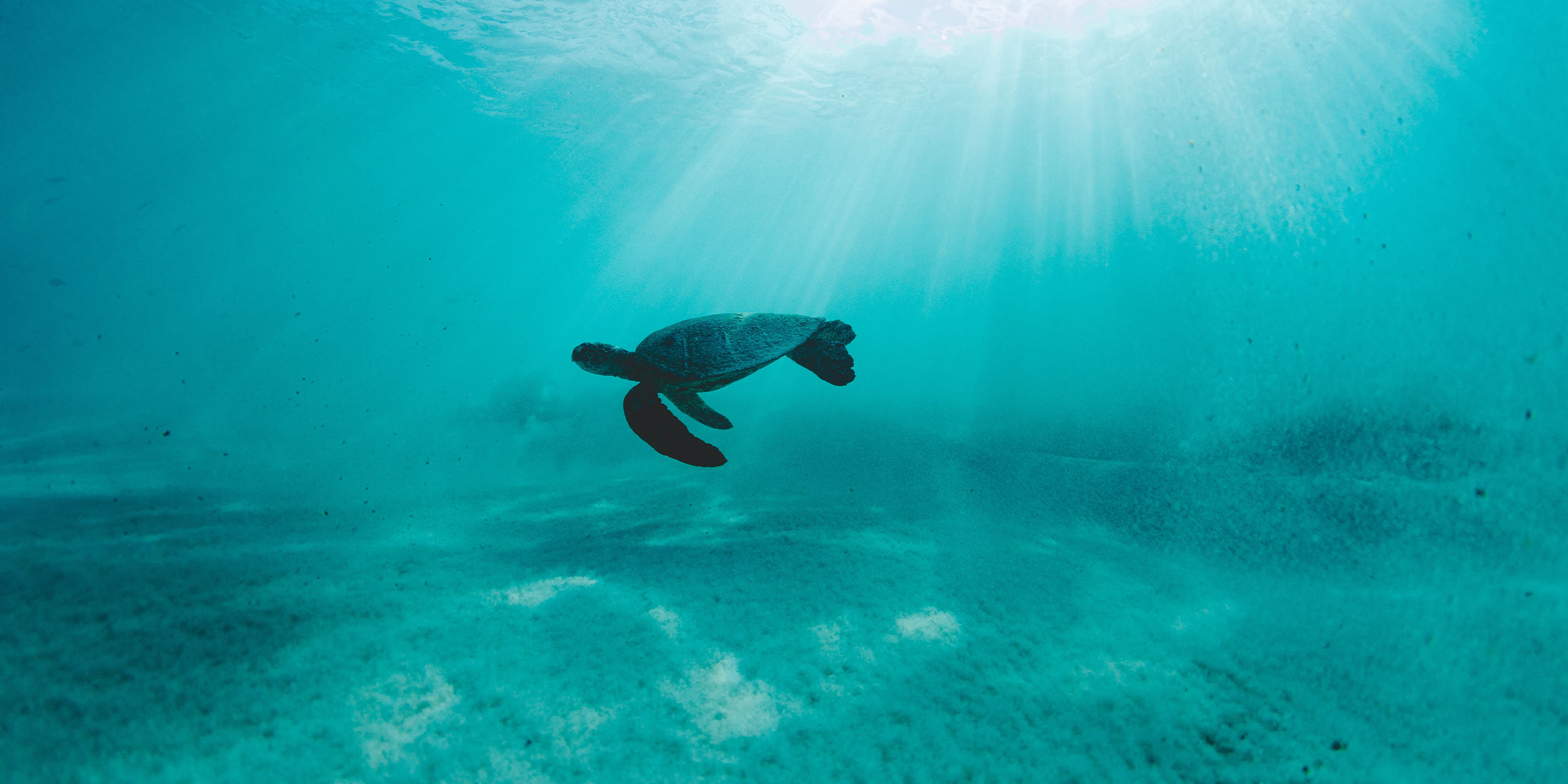 A turtle swimming in the ocean