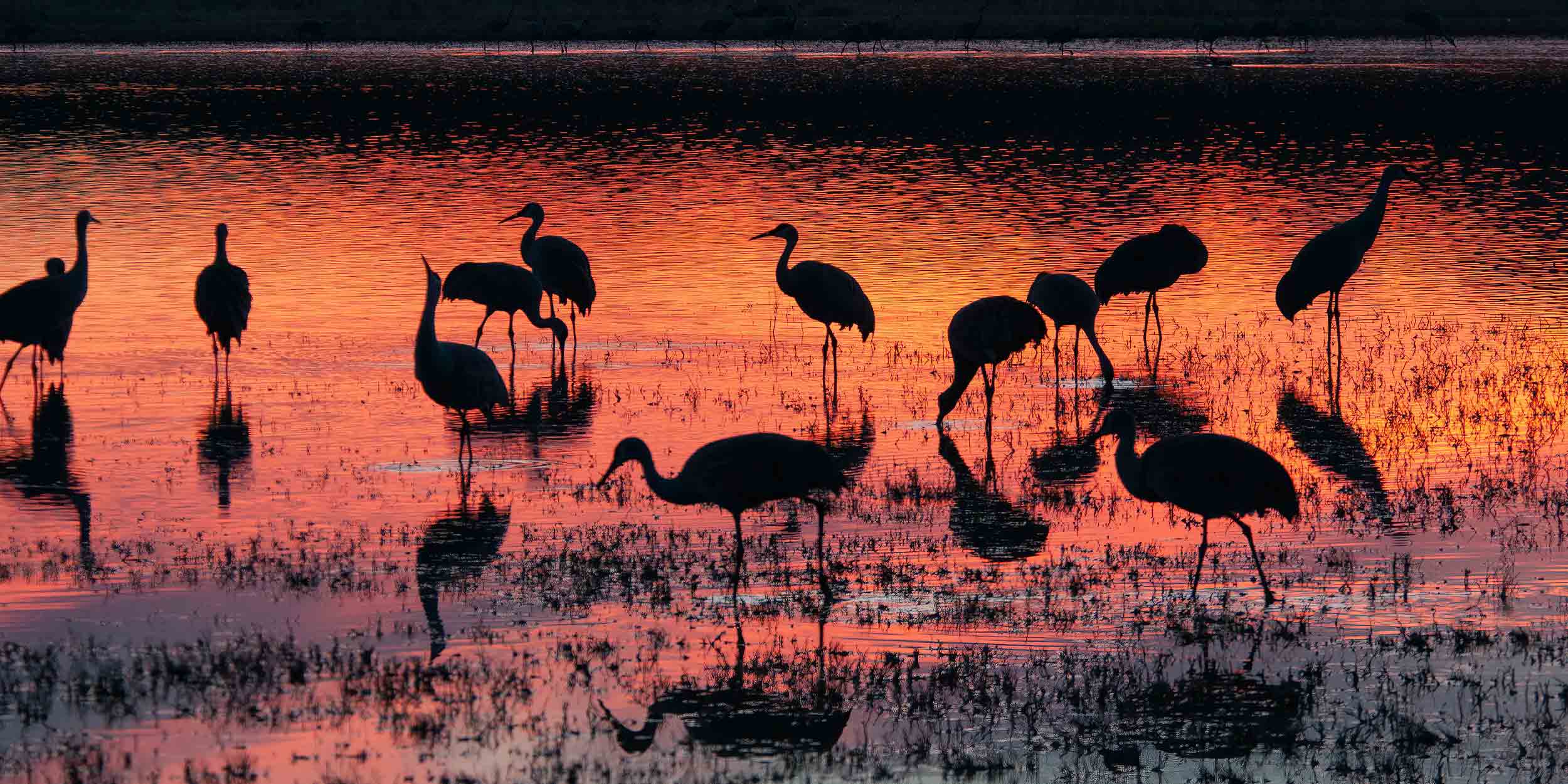 birds standing in a wetland