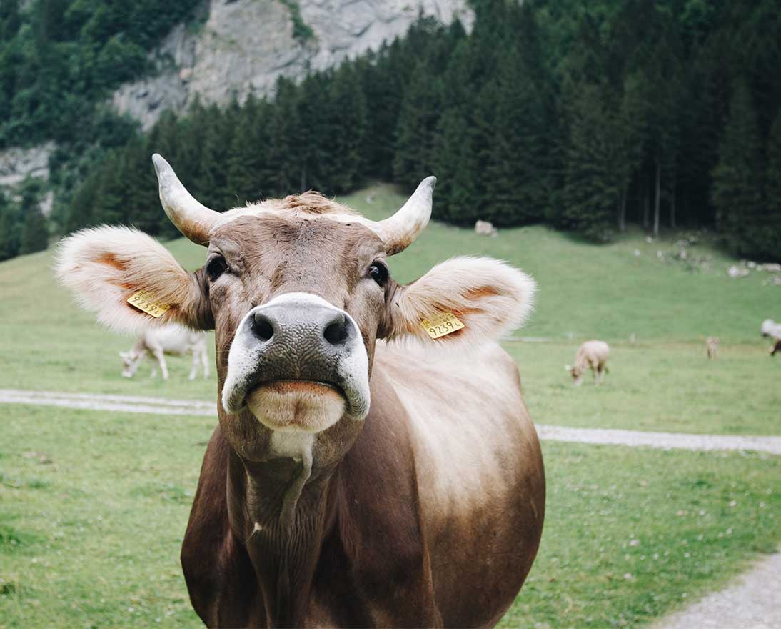 As one of the most potent greenhouse gases, methane’s impact on climate change is highly significant. But where does methane come from? How can it be removed from the atmosphere? And can we really blame farting cows for exacerbating climate change?