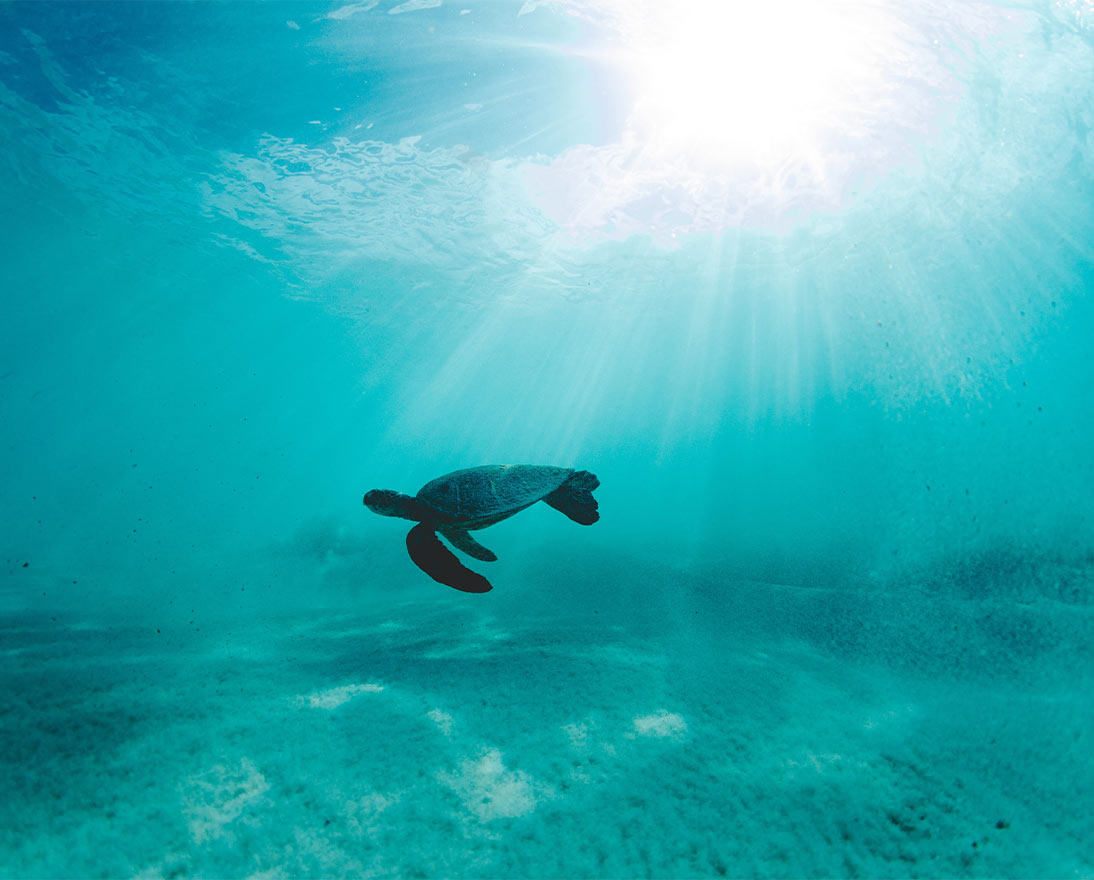A turtle swimming in the ocean