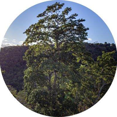 A forest re-grows in Brazil