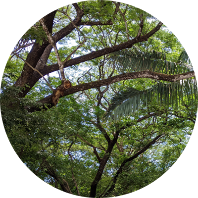 a picture of the forest