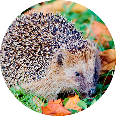 A hedgehog in the wild