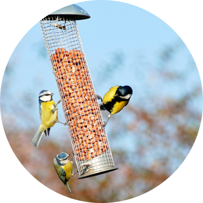 Birds eating from bird feeder