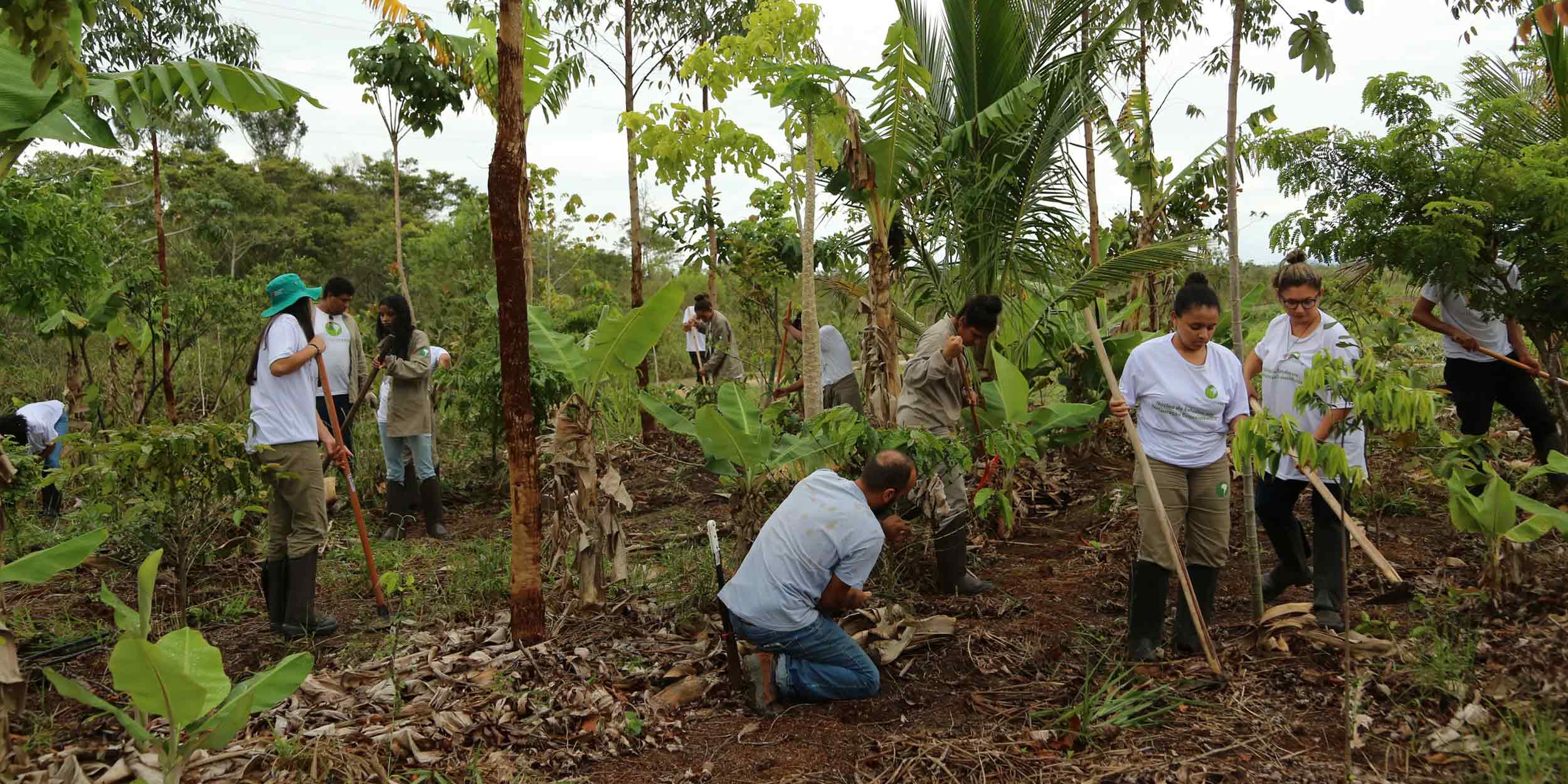 Group of people planting trees