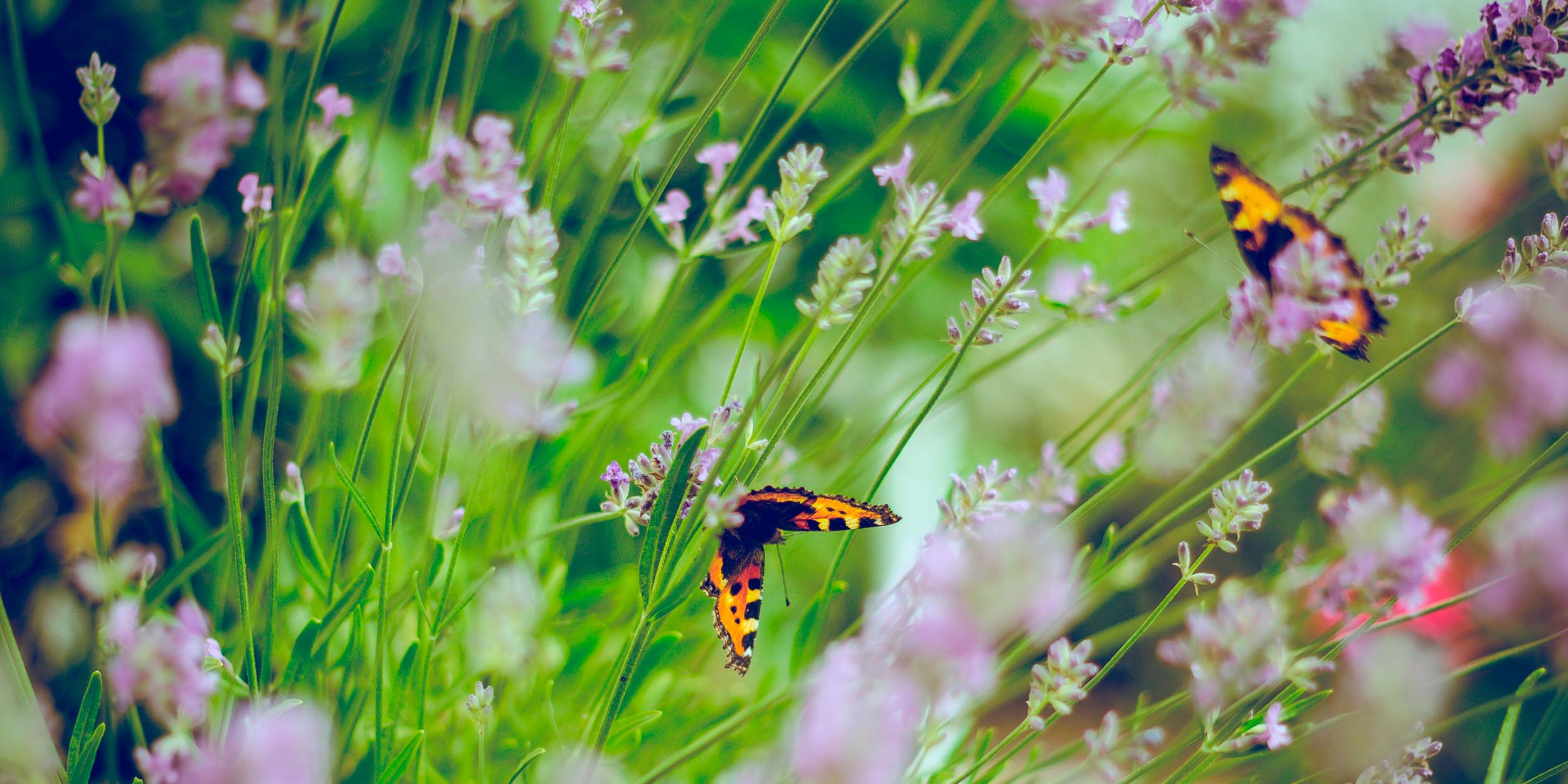 Two butterflies sipping nectar from lavender flowers