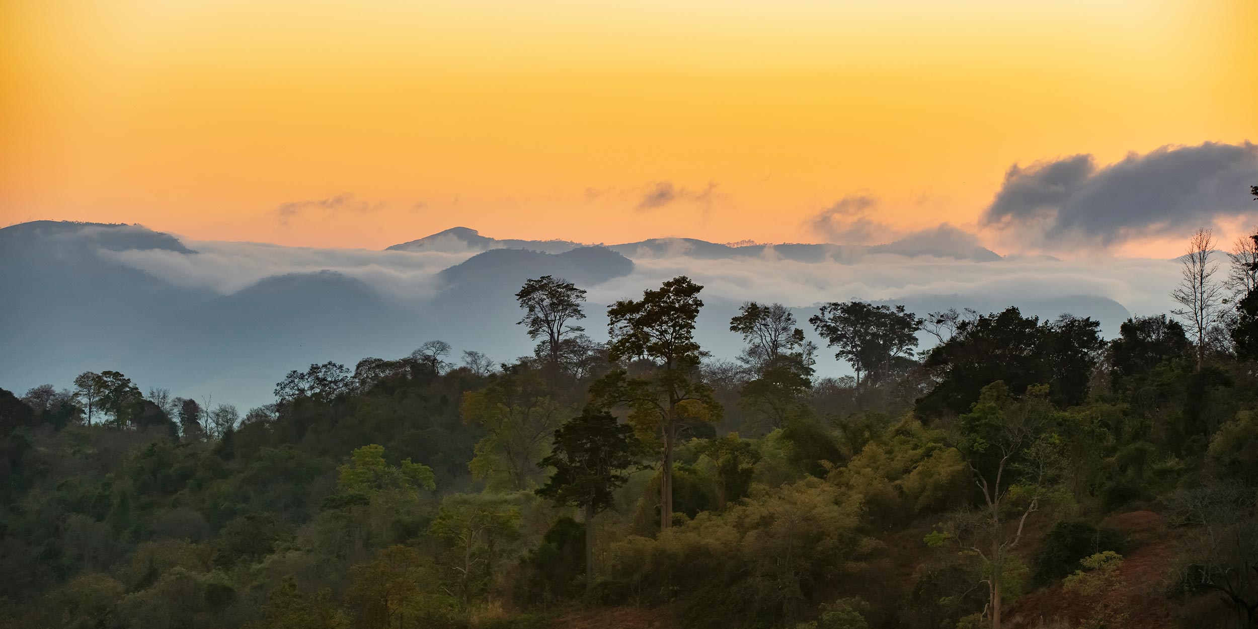 A forest that absorbs CO2