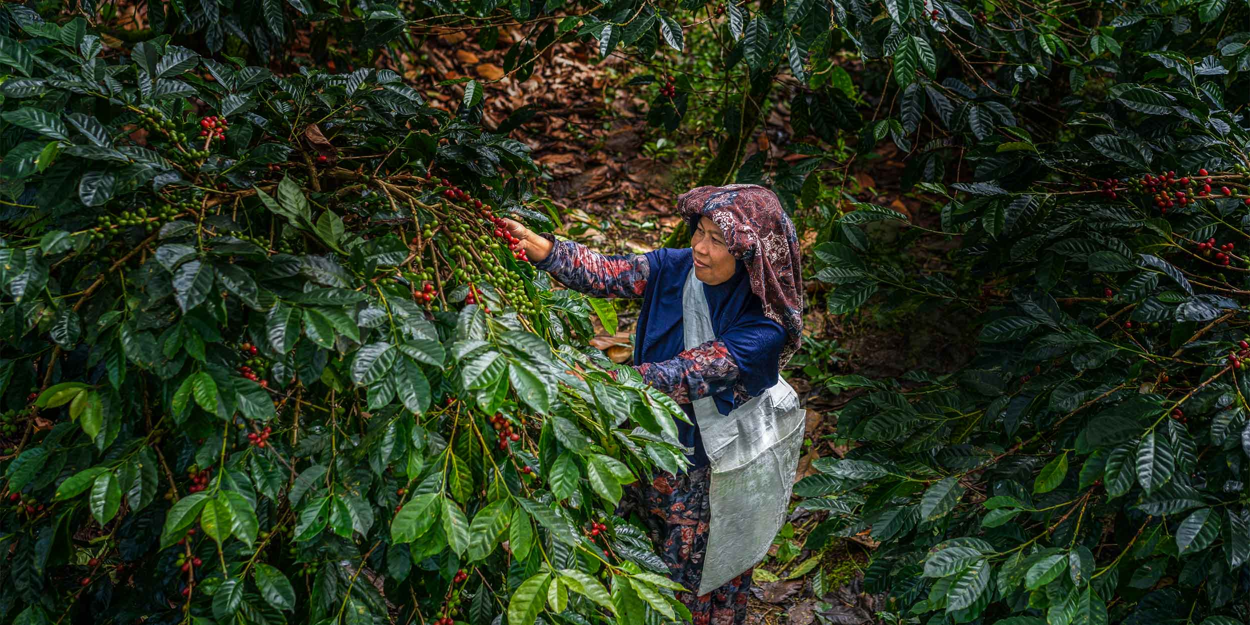 Coffee farmer in plantation