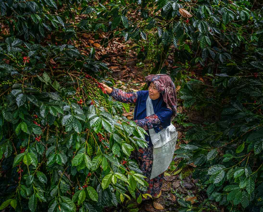 Coffee farmer in plantation