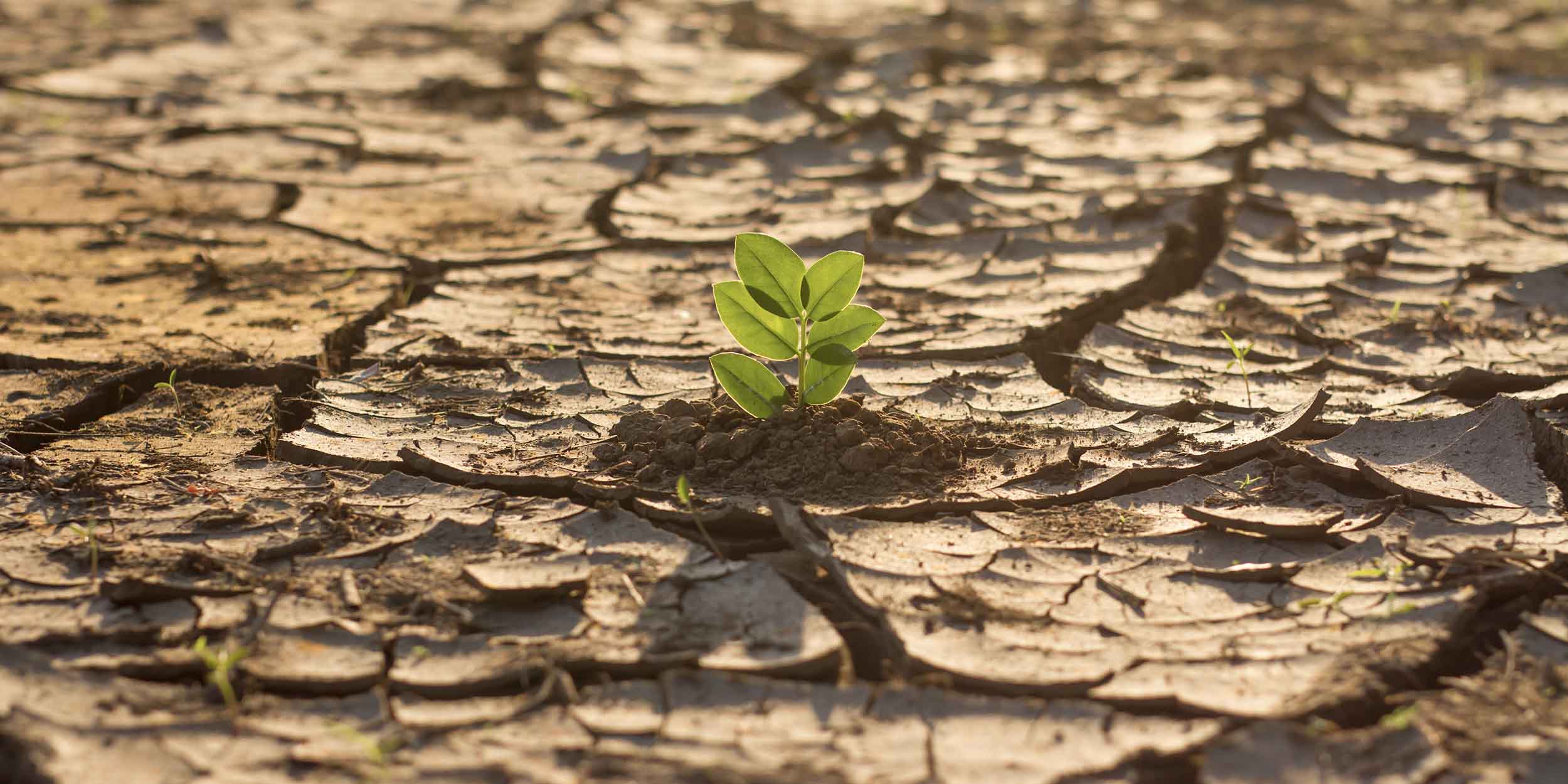 Green plant grow in middle dry cracked earth