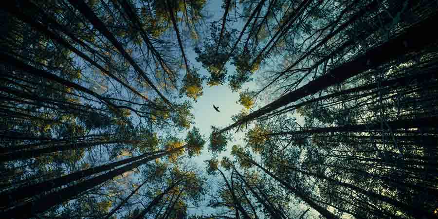 Low angle view of trees in forest