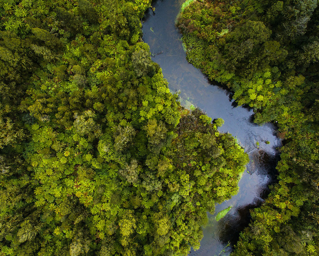 river in the forest