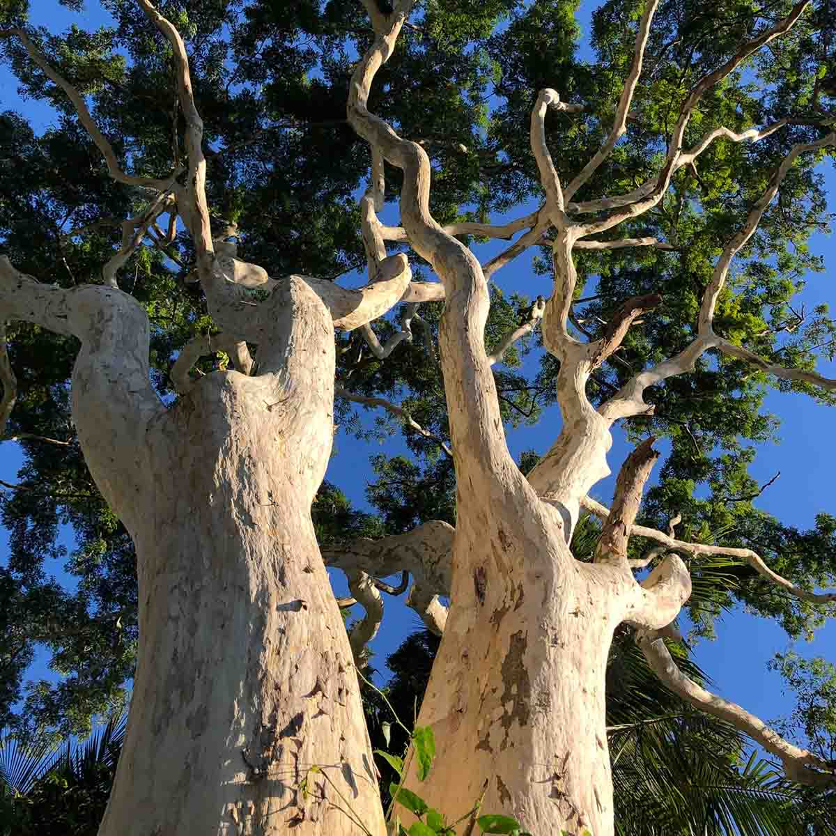 picture of an older big tree
