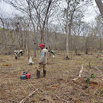 men planting trees 