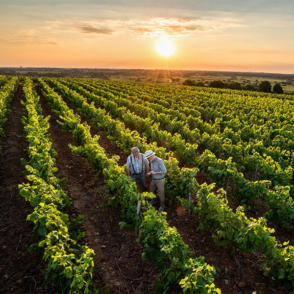 two people walking through a vineyard