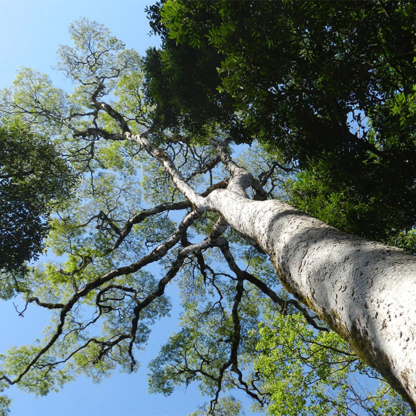 A big tree