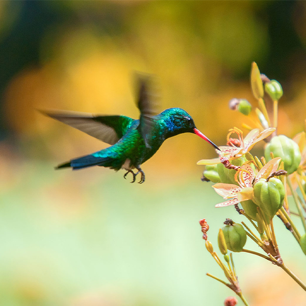 A hummingbird flying to a plant